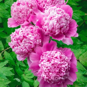 Bujori Pink (1 bulb) bulbi bujori chinezesti flori parfumate mari, batute, culoare roz delicat, Kertimag - Img 4
