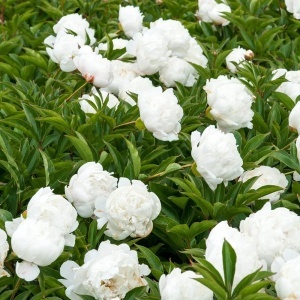 Bujori White (1 bulb) bulbi bujori chinezesti flori parfumate mari, batute, culoare alba, Kertimag - Img 5