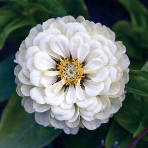 Carciumarese albe (2 g) seminte Zinnia elegans, flori mari, batute, albe, luminoase, Kertimag