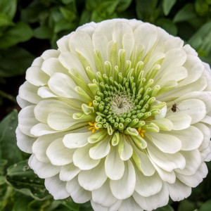Carciumarese mari albe (0,5 g), seminte plante ornamentale Zinnia elegans, carciumarese flori mari batute, albe, Agrosem