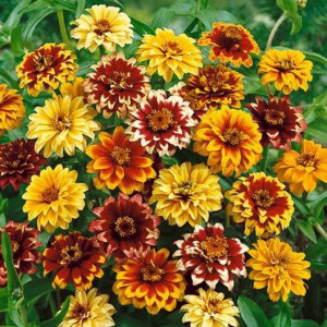 Carciumarese mexicane (0,2 g), seminte plante ornamentale Zinnia haageana, carciumarese flori mari batute, galbene, portocalii, brune, Agrosem