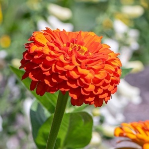 Carciumarese portocalii (2 g) seminte Zinnia elegans, flori mari, batute, portocaliu aprins, Kertimag - Img 3