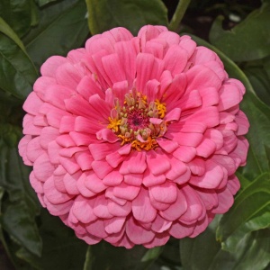 Carciumarese Roz Illumination Pink - Cynia Wytworna Daliowa (1 g) seminte Zinnia elegans cu flori mari roz luminos, Legutko