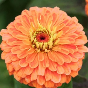 Carciumarese roz-piersica Eldorado - Cynia Wytworna Daliowa (1 g) seminte Zinnia elegans cu flori mari roz-somon, Legutko