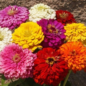 Carciumarese Super Yoga mix - Cynia Wytworna (1 g) seminte Zinnia elegans cu flori mari batute, multe culori, Legutko - Img 2