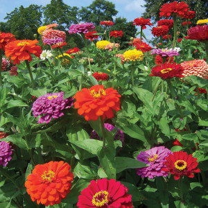 Carciumarese Uriase de California (0,7 g), seminte plante ornamentale Zinnia elegans, flori batute, amestec de culori, Mefim Agro - Img 4