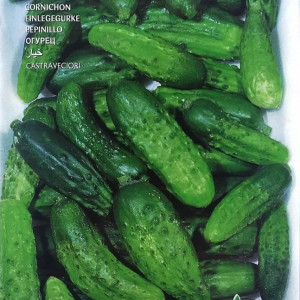 Castraveti cornichon Piccolo Verde di Parigi (5 g), seminte soi productiv timpuriu, pentru consum proaspat sau conservat, Raci Sementi - Img 2