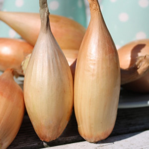 Ceapa galbena Sonkahagyma (2 g), seminte soi ceapa cilindrica, gust foarte placut, pentru salata, Kertimag