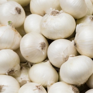 Ceapa Regina Alba (1,5 g) seminte soi timpuriu, ceapă cu bulbi mari, albi, aroma intensa, Prima Sementi - Img 3