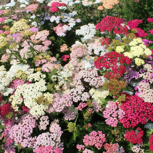 Coada Soricelului mix (0,05 g), seminte planta ornamentala perena Achillea millefolium, flori rosii, roz, albe, Agrosem