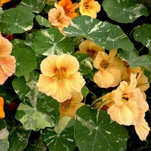 Coltunasi pitici Alaska Salmon Orange (3 g) seminte Tropaeolum majus nanum, Condurul Doamnei cu flori portocaliu-somon, Legutko - Img 2