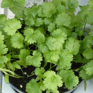 Coriandru (4 g) seminte planta aromatica parfumata, Mefim Agro - Img 3