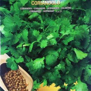 Coriandru (5 g), seminte planta aromatica anuala, bogata in uleiuri eterice, Raci Sementi - Img 3