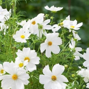 Plantă bogată de Mărărițe Cosmos Sensation Purity cu flori albe