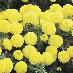 Craite inalte galben lemon (1 g), seminte planta ornamentala Tagetes erecta, Kertimag - Img 1