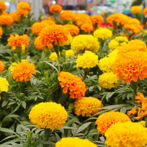 Craite inalte mix (0,7 g) seminte Tagetes erecta, flori batute diverse culori, Opal