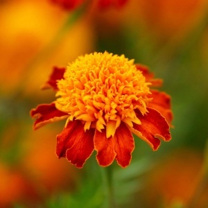 Craite Orange Flame - Aksamitka Rozpierzchla (1 g) seminte Tagetes patula nana, craite frantuzesti pitice, flori batute bicolore, Legutko - Img 4