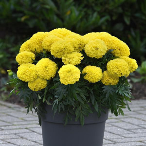 Craite pitice galben lemon (1 g), seminte planta ornamentala Tagetes erecta, Kertimag - Img 2
