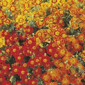 Craite Tagetes tenuifolia mix - Aksamitka Waskolistna (0,5 g) seminte craite fine cu parfum de citrice, galbene, portocalii, caramizii, Legutko - Img 2
