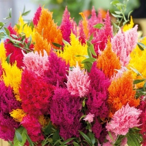 Creasta Cocosului plumosa mix (0,5 g), seminte plante ornamentale Celosia plumosa, flori bogate, culori aprinse, Kertimag