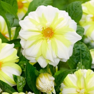 Dalie Fire and Ice Lemon (1 bulb) bulbi dalii cu flori mari superbe, alb cu galben-lemon, Agrosem - Img 2