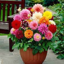 Dalie pitica amestec (0,2 g), seminte plante decorative Dahlia variabilis, flori batute, Mefim Agro - Img 3