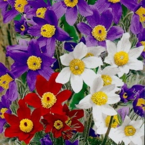 Deditei mix - Sasanka Zwyczajna (0,1 g) seminte Floarea Pastelui Pulsatilla vulgaris, flori clopotei mov, rosii, albi, Legutko