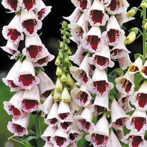 Degetel Elsie Kelsey (0,1 g) seminte Digitalis purpurea, flori clopotei albi cu pete rosii-rozalii, Legutko