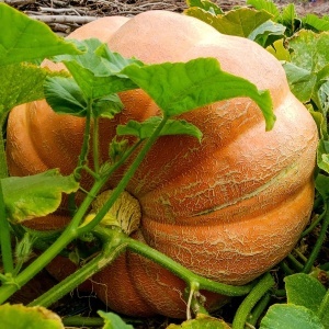 Dovleac Atlantic Giant (2 g) seminte soi tardiv, dovleci uriasi, Mefim Agro