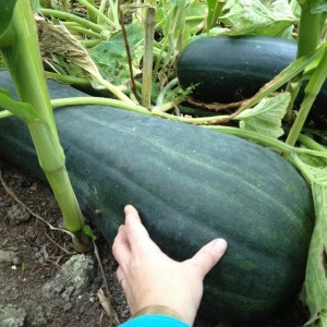 Dovleac muscat Lunga Piena di Napoli (2 g) seminte dovleac gigant soi traditional muscat, gust exceptional, Legutko - Img 5