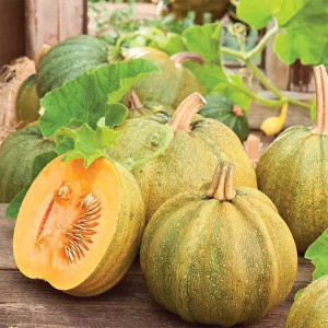 Dovleac pentru seminte Danka Polka (1,5 g), seminte soi productiv, Agrosem - Img 1