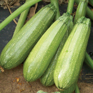 Dovlecei Bolognese (4 g), seminte soi timpuriu, dovlecel coaja verde, miez alb, Prima Sementi - Img 1