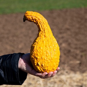 Dovlecel Yellow Crookneck (1 g) seminte dovlecei galben intens si forma interesanta, miez gustos, fin, untos, Legutko - Img 4