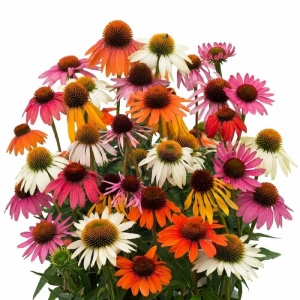 Echinacea mix - Jezowka Mieszanka (1 g) seminte Echinacea amestec de culori, Legutko