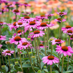 Echinacea-Palaria Soarelui (0,5 g), seminte planta medicinala perena Echinacea purpurea, flori medicinale decorative, Kertimag - Img 2