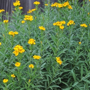 Estragon Rusesc - Tarhon (0,25 g) seminte planta aromatica perena Arthemisia dracunculus, foarte parfumat, Kertimag - Img 3