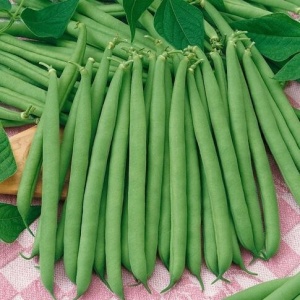 Fasole Bolero (100 g) seminte fasole pitica, pastai verzi, fideluta, foarte gustoase, Sgaravatti Sementi