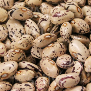 Fasole Borlotto Lamon (80 g), seminte soi tardiv, fasole urcatoare boabe tarcate, Agrosem - Img 2