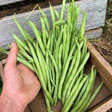 Fasole Cobra (30 g), seminte soi semitimpuriu, fasole urcatoare pastai verzi, rotunde, fara ate, fragede, Agrosem - Img 2