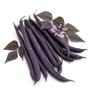 Fasole pitica mov Purple Teepee (40 g) seminte fasole fideluta violet, frageda, fara ate, Legutko