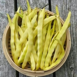 Fasole Plador (8 g) seminte fasole pitica timpurie foarte productiva, pastai galben-aurii late, fara ate, boabe albe, Agrosem - Img 2
