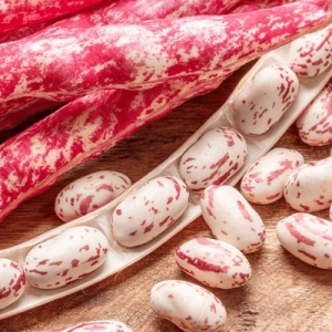 Fasole Stregonta (100 g) seminte fasole pestrita pitica, pastai si boabe tarcate mari, crem cu rosu-visiniu, Agrosem - Img 3