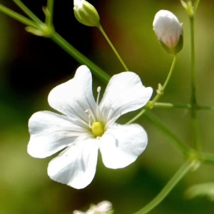 Floarea Miresei anuala alba (2 g), seminte planta ornamentala anuala Gypsophila elegans, flori mici, albe, delicate, Kertimag