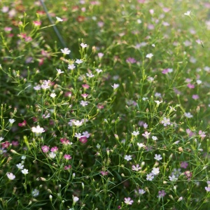 Floarea Miresei mix - Gipsowka Wytworna (1 g) seminte Gypsophila elegans cu flori delicate albe, roz pal, roz intens, Legutko - Img 3