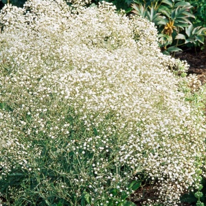 Floarea Miresei perena alba - Gipsowka Wiechowata (1 g) seminte Gypsophila paniculata, flori delicate, albe, Legutko - Img 4
