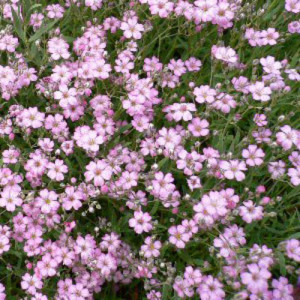 Floarea Miresei roz (0,5 g), seminte planta ornamentala anuala Gypsophila elegans, flori mici, roz, delicate, Agrosem