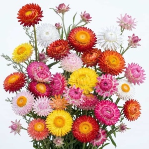 Flori de Pai - Kocanki Niesmiertelnik (1 g) seminte Helichrysum bracteatum, Imortele colorate pentru flori uscate, Legutko