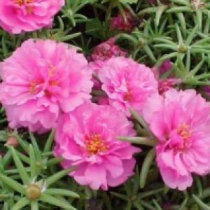 Flori de piatra duble roz (0,1 g), seminte planta ornamentala Portulaca grandiflora, flori roz stralucitoare, Agrosem