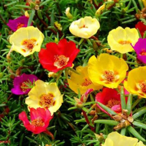 Flori de piatra simple amestec (0,1 g), seminte planta ornamentala Portulaca grandiflora, flori culori stralucitoare, Nova Sem - Img 1