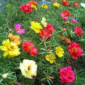 Flori de piatra simple amestec (0,5 g) seminte Portulaca grandiflora, flori semi-batute culori stralucitoare, Kertimag - Img 3